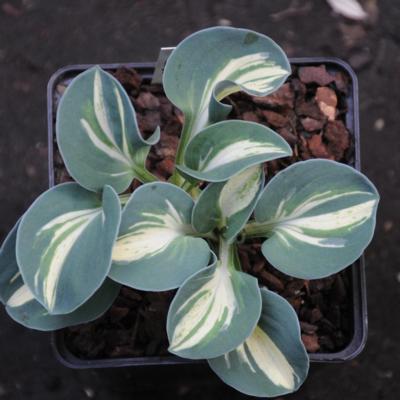 Hosta 'Snow Mouse'